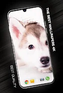 Puppies Wallpapers in 4K স্ক্রিনশট 1