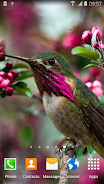 Hummingbirds Live Wallpaper ဖန်သားပြင်ဓာတ်ပုံ 4