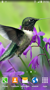 Hummingbirds Live Wallpaper ဖန်သားပြင်ဓာတ်ပုံ 2