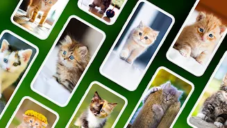 Papéis de parede com gatinhos Captura de tela 1