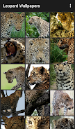 Leopard Wallpapers Скриншот 2