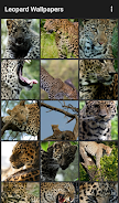 Leopard Wallpapers Скриншот 1