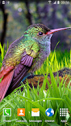 Hummingbirds Live Wallpaper ဖန်သားပြင်ဓာတ်ပုံ 3