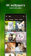 Papéis de parede com gatinhos Captura de tela 2